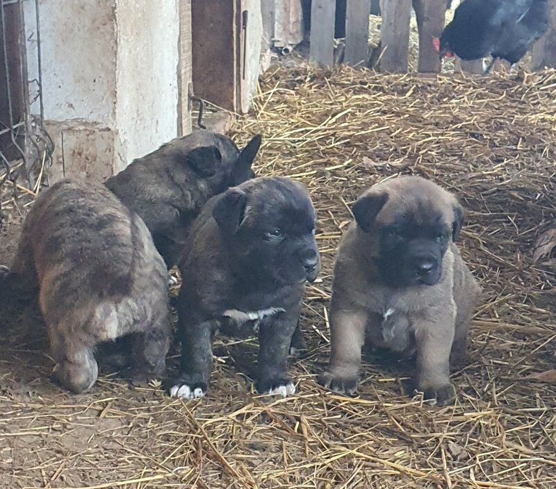 Vand catei Kangal x Presa Canario,