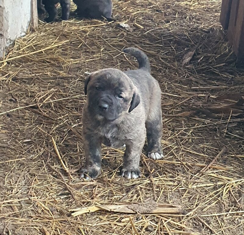 Vand catei Kangal x Presa Canario,
