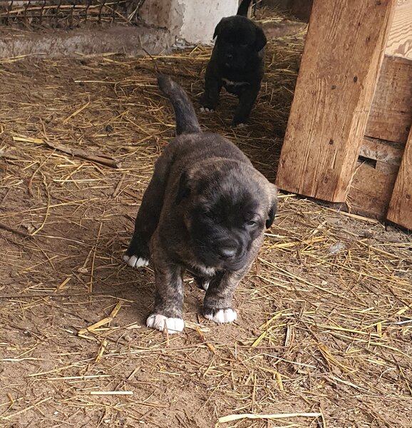 Vand catei Kangal x Presa Canario,