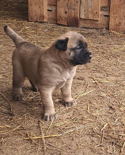 Vand catei Kangal x Presa Canario,