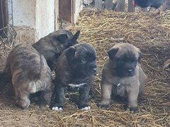 Vand catei Kangal x Presa Canario