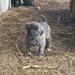 Vand catei Kangal x Presa Canario,