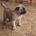 Vand catei Kangal x Presa Canario,